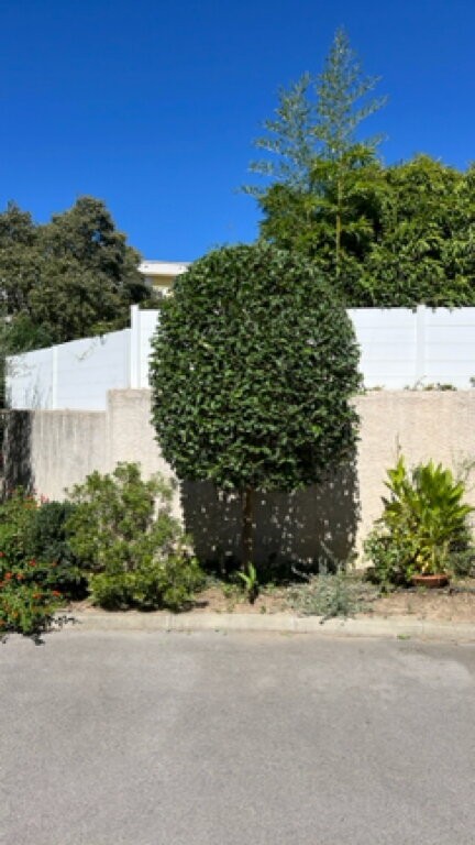 Arbuste en boule en entrée