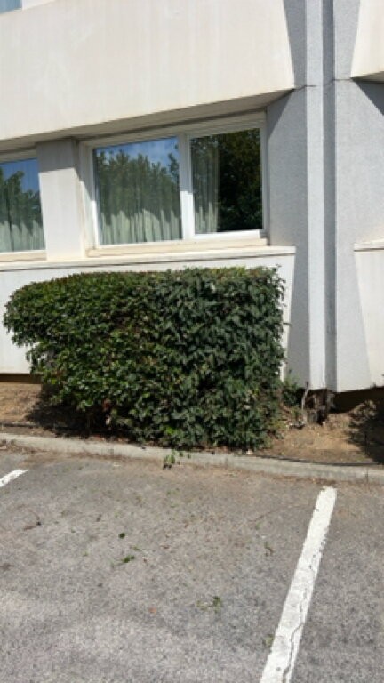 Arbuste taillé au pied d’un immeuble
