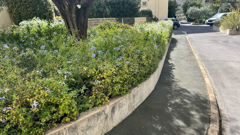 Massif fleuri de plumbago