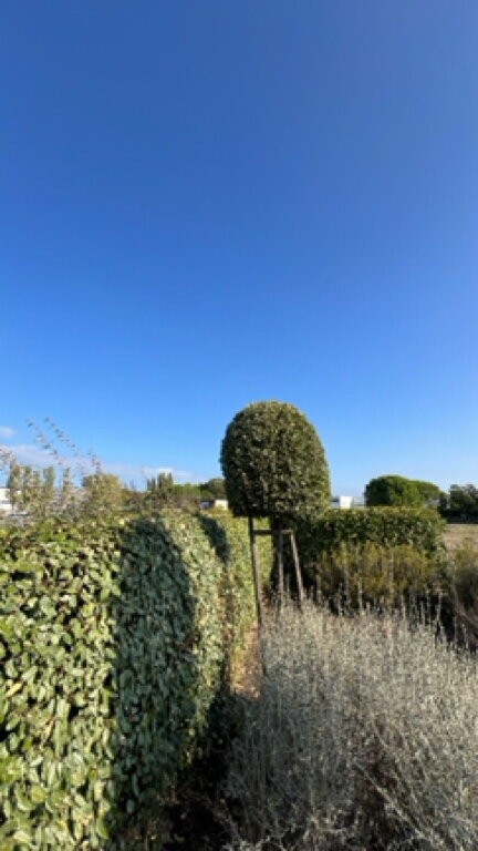 Topiaire et haie taillée